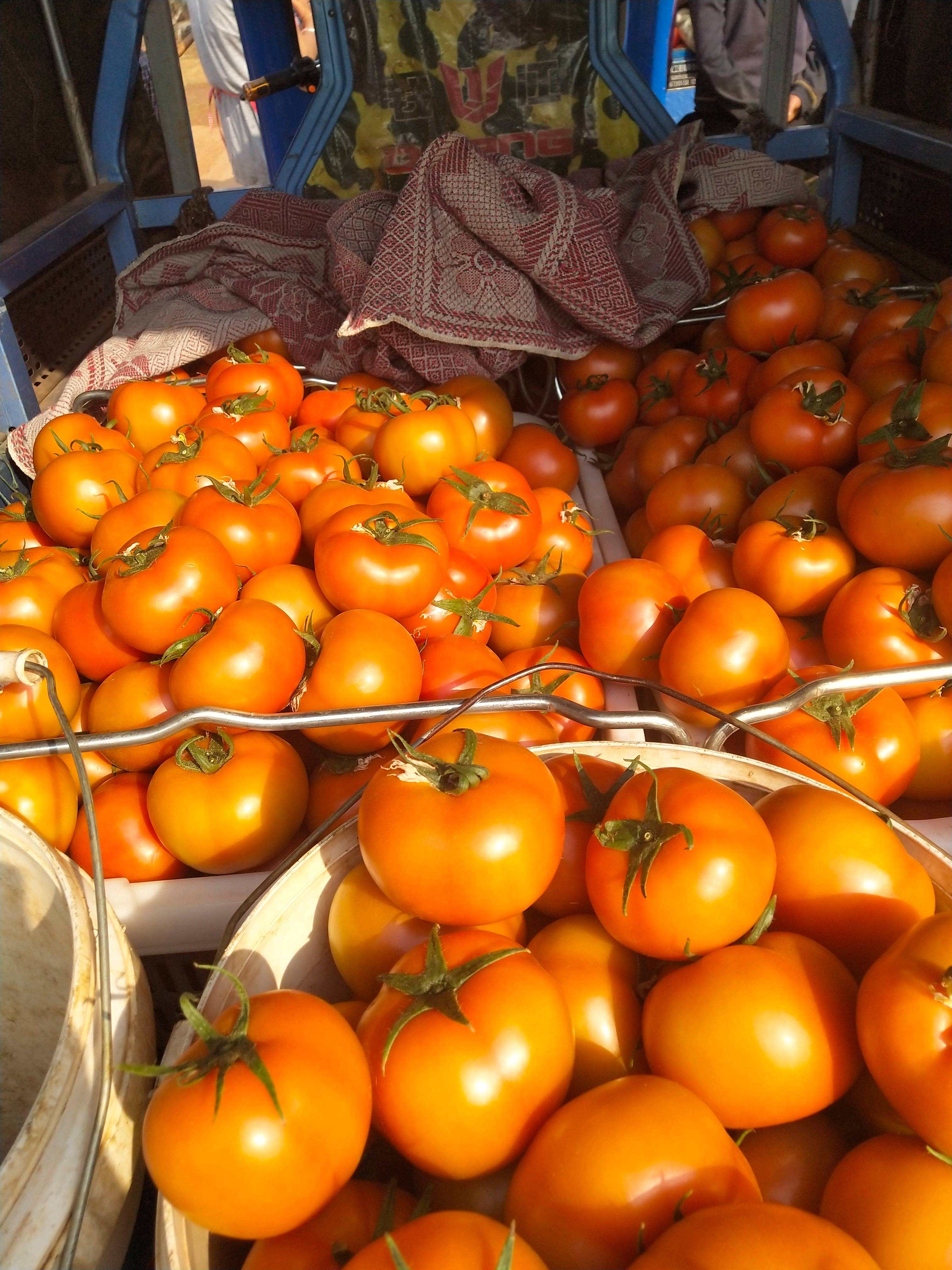 云南省弥勒市，西红柿大量上市，果硬量大，需要的老板联系我