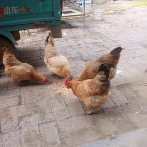 自家的鸡三年 喂鸡，玉米，小麦，青莱