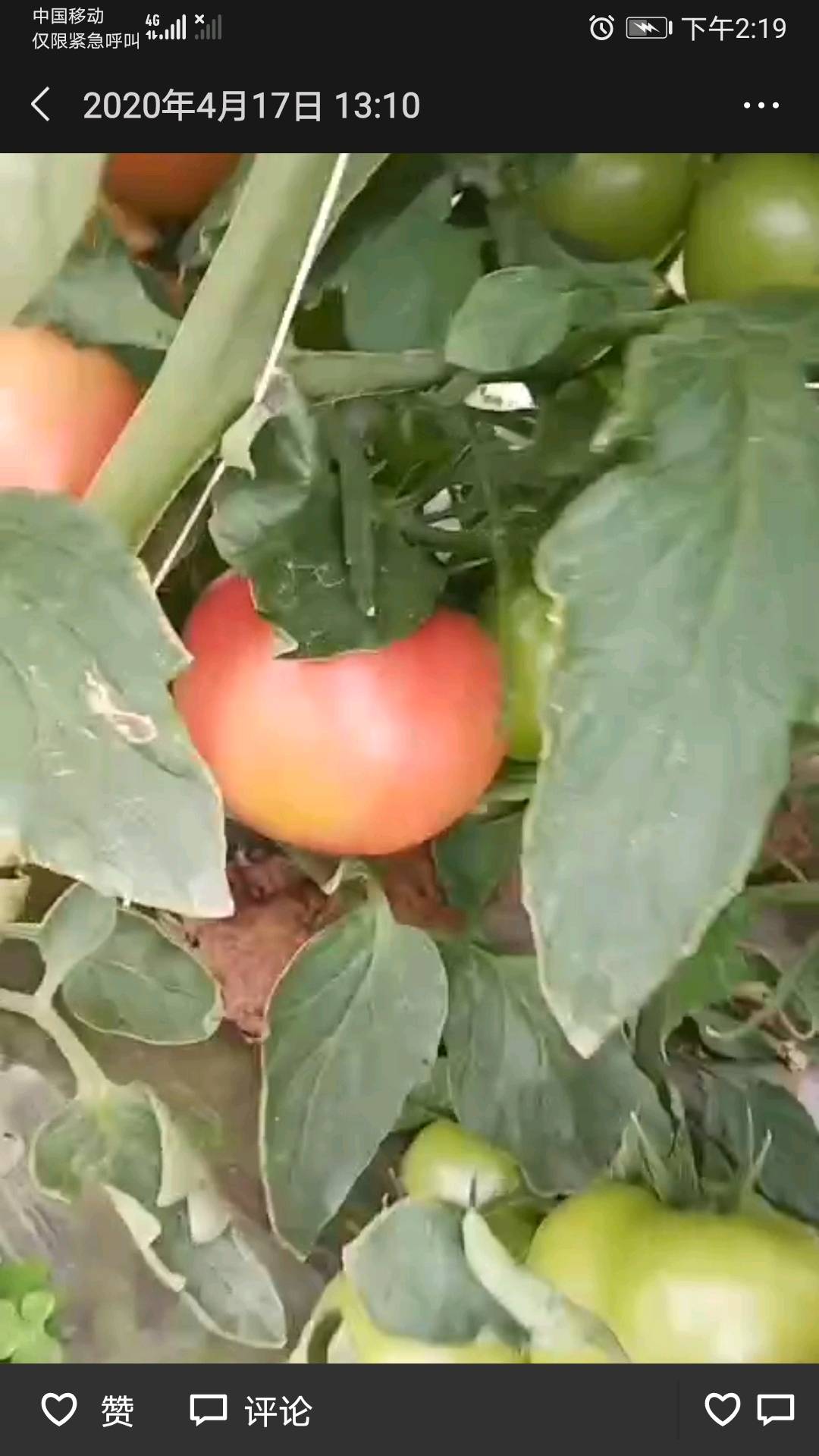 云南弥勒西红柿基地开始大量摘果，欲购老板请联系：15974835076