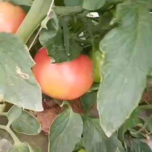 云南弥勒西红柿基地开始大量摘果，欲购老板请联系：1597...