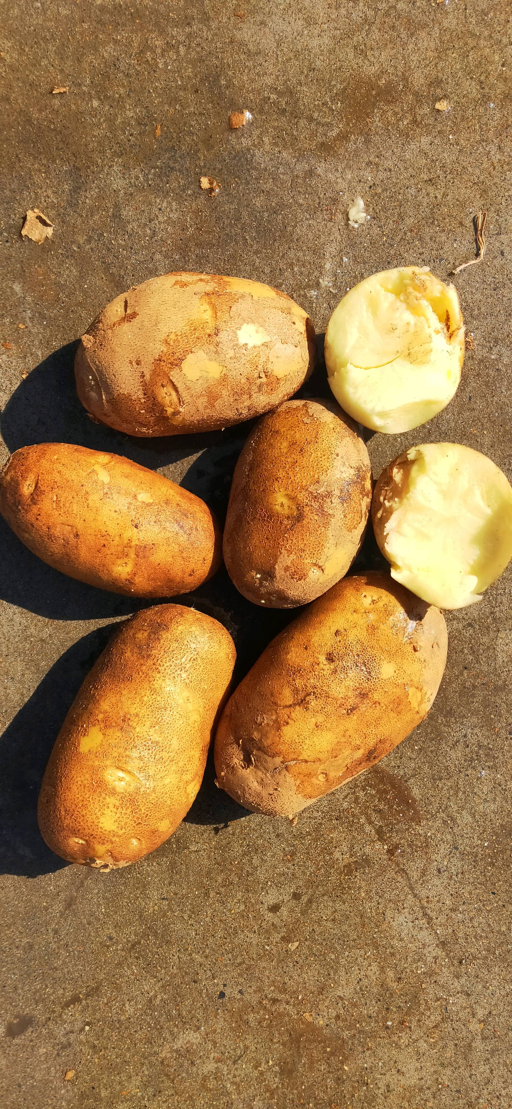 V4土豆翻包货4两以上1650元一吨，价格美丽，发全国各地，张小云15128360999微信同号