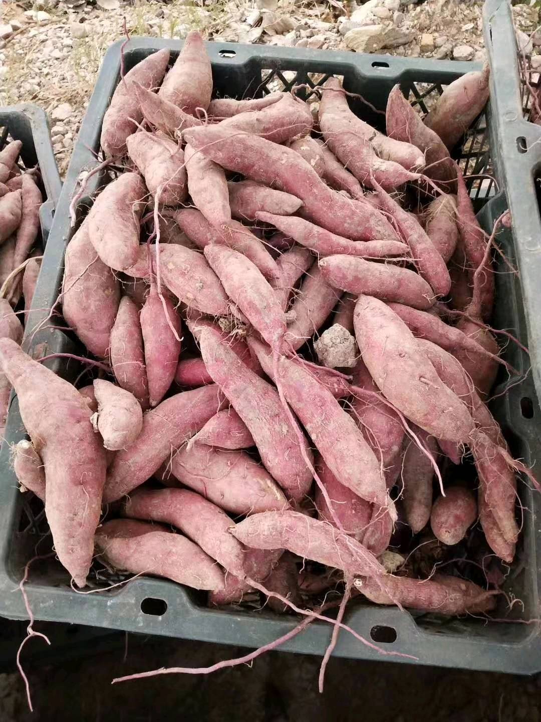产地种植四千多亩心香红薯，每天产十几吨，价格便宜，质量一...