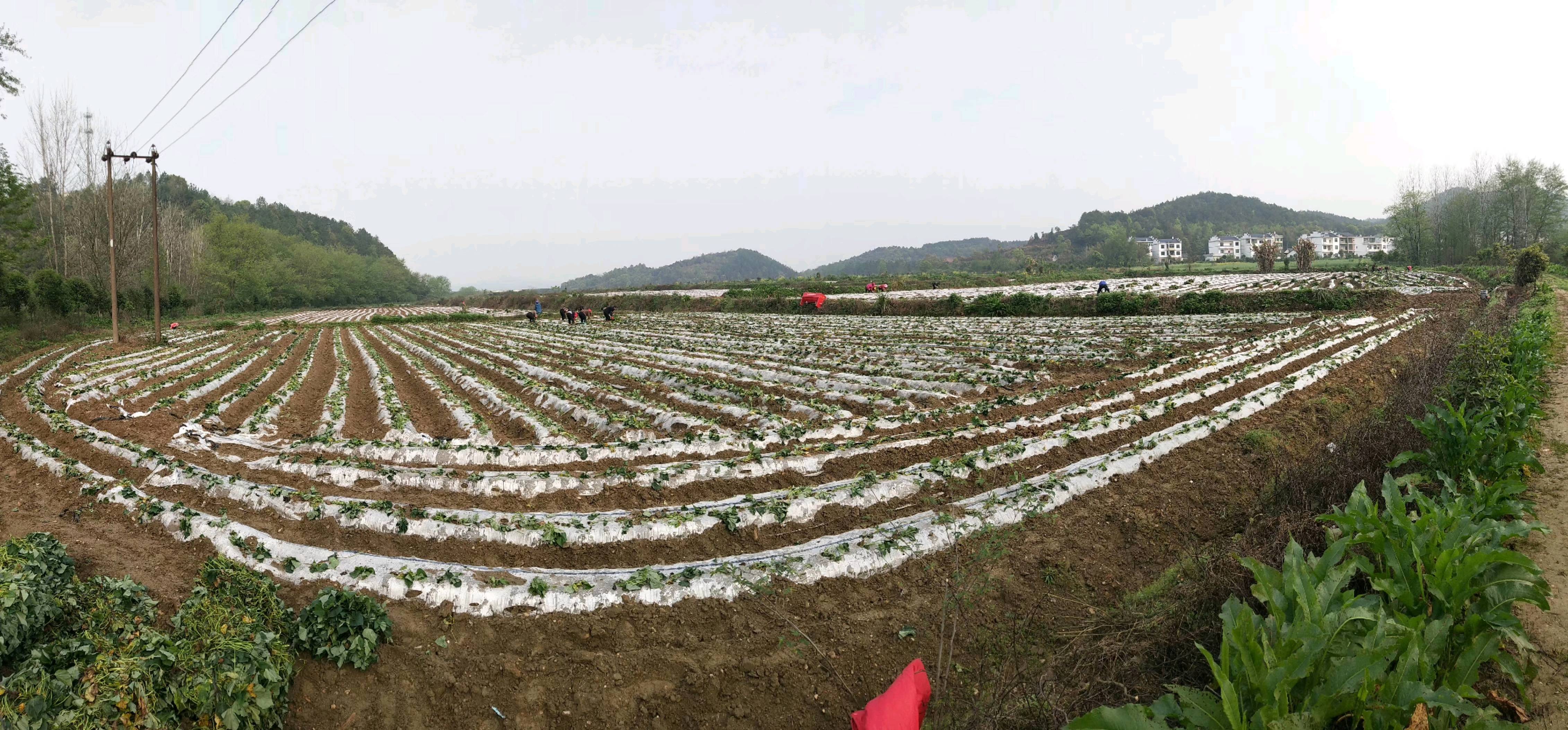 产地种植四千多亩心香红薯，每天产十几吨，价格便宜，质量一流。15618120766