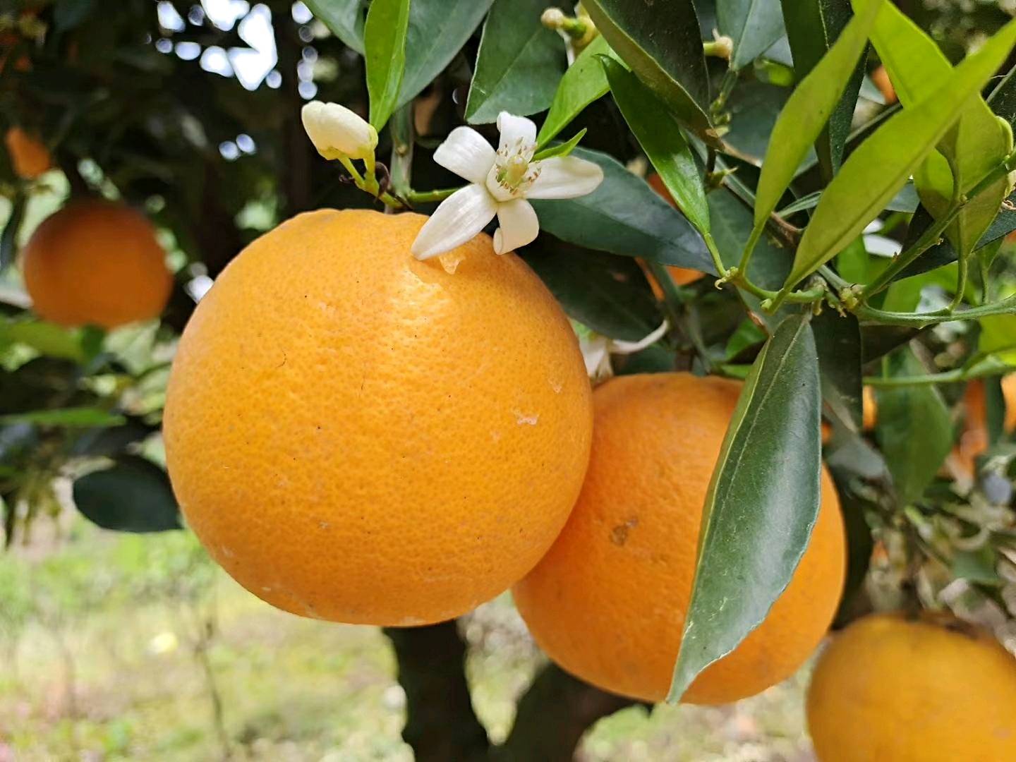 热卖优质夏橙挂树鲜果产地一手货愿看园釆果