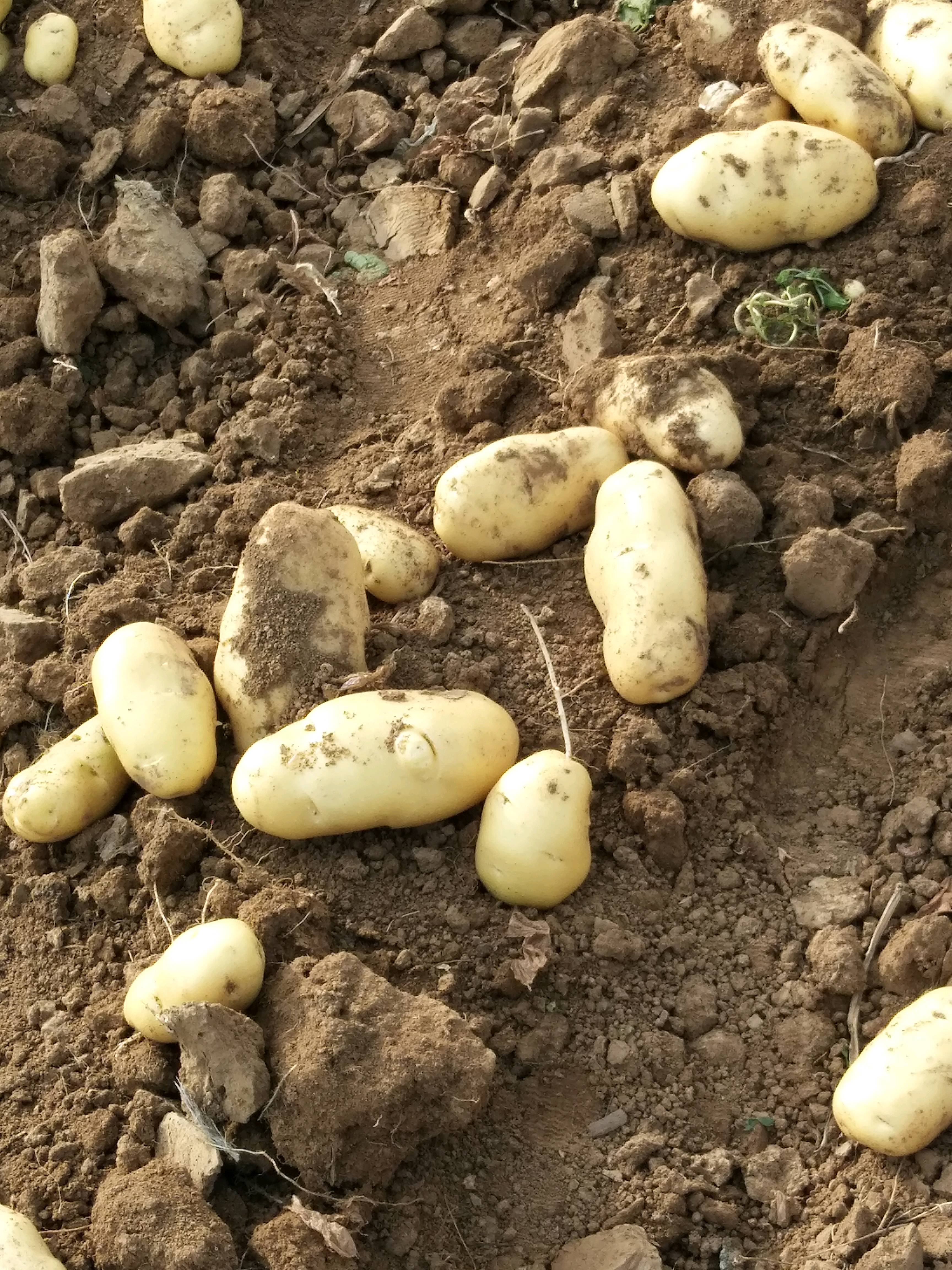 山东肥城三模棚荷兰土豆大量上市中，亩产7000斤左右，整...