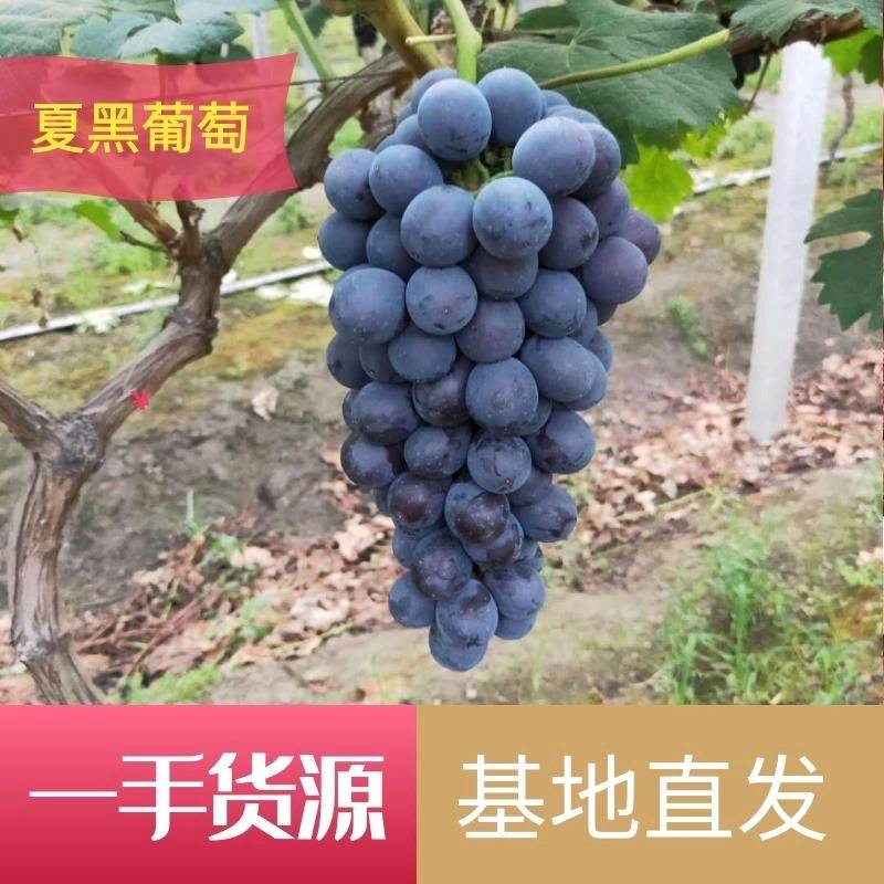 江苏省万亩葡萄基地夏黑葡萄巨峰葡萄阳光玫瑰葡萄直供