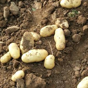 山东肥城三模棚荷兰土豆大量上市中，亩产6000斤左右，整...