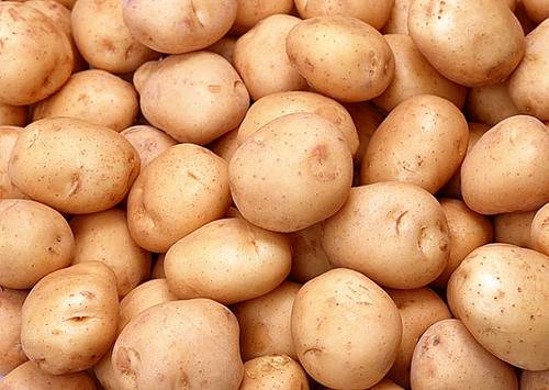 供应一批小土豆，数量1万斤左右。