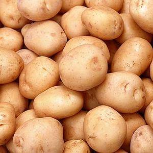 供应一批小土豆，数量1万斤左右。