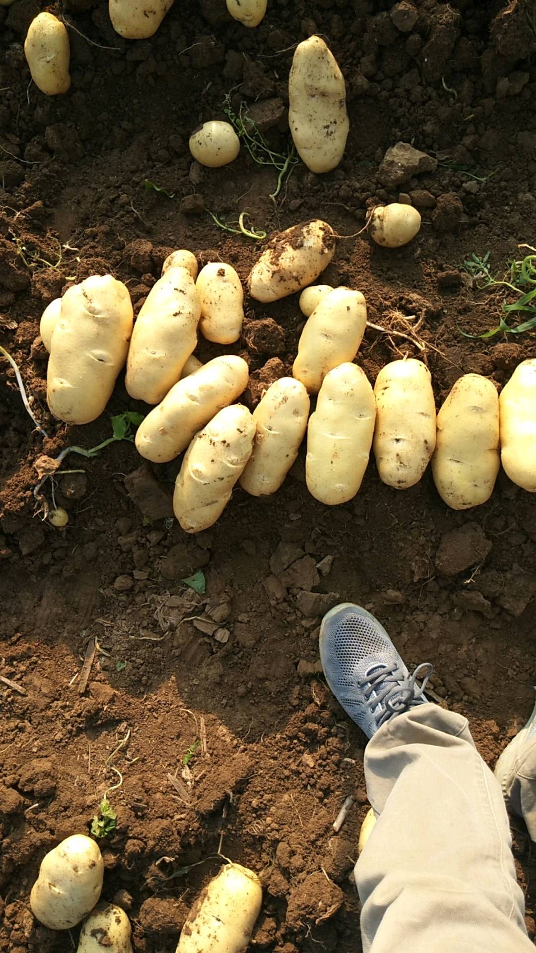 山东肥城三模棚荷兰土豆大量上市中，亩产6000斤左右，整...