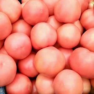 产地大量供应硬粉西红柿13171717191