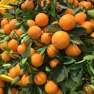 湖北宜昌秭归夏橙，种植万亩夏橙，正崇江边夏橙