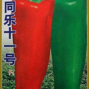同乐十一牛角椒种子：
同乐十一是中早熟微辣型杂交种。高抗病毒病，果面光滑深绿，成果鲜红，外型美观，肉厚不软，辣味浓香，果长18-23厘米，单果重100-150
