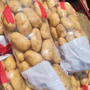 山东荷兰十五土豆大量上市