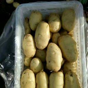 大量供应工棚荷兰土豆，规格不等价格不高，质量有保证176...