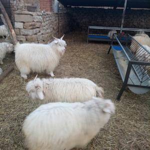 本地区常年出售绒山羊，有繁育母羊，种公羊，以及大量菜羊