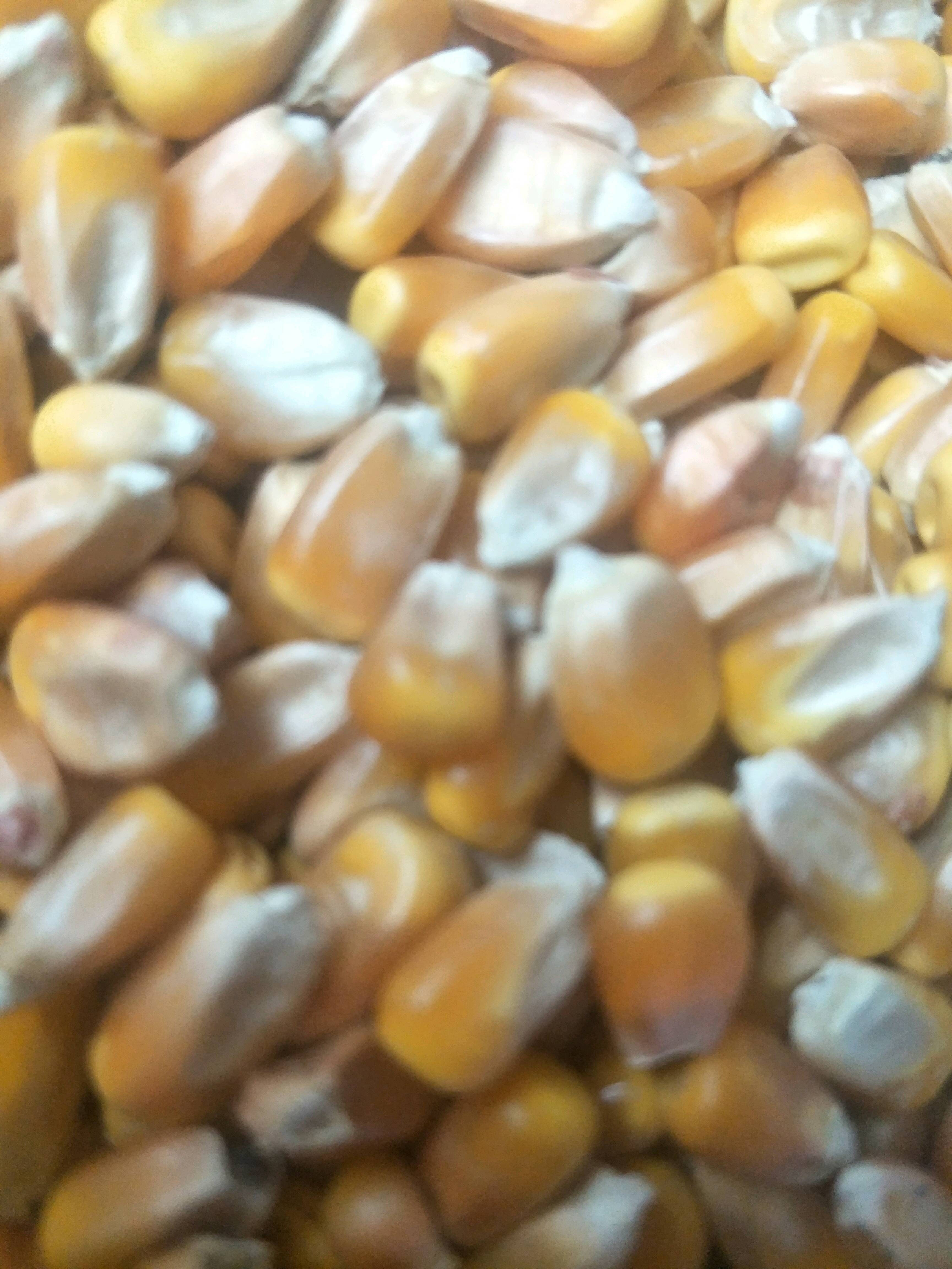 东北玉米，具有生长期长、日照时间长、颗粒大、淀粉含量高等特点，质优价廉、保证质量、常年供应！