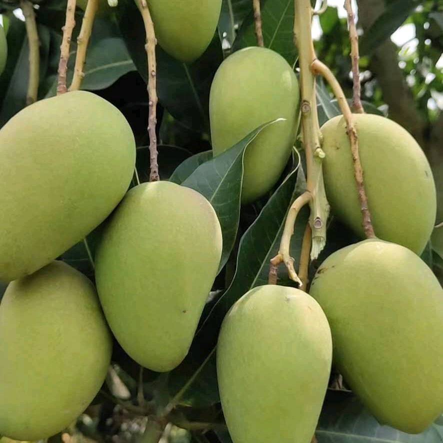 广西百色芒果，全年适宜的阳光气候产出醇厚香甜细腻的芒果，糖份高口感醇香。