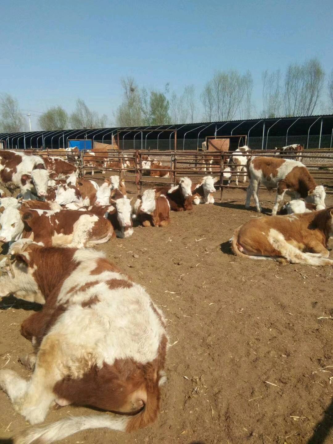 出售优质肉牛犊，繁殖母牛13509701372
