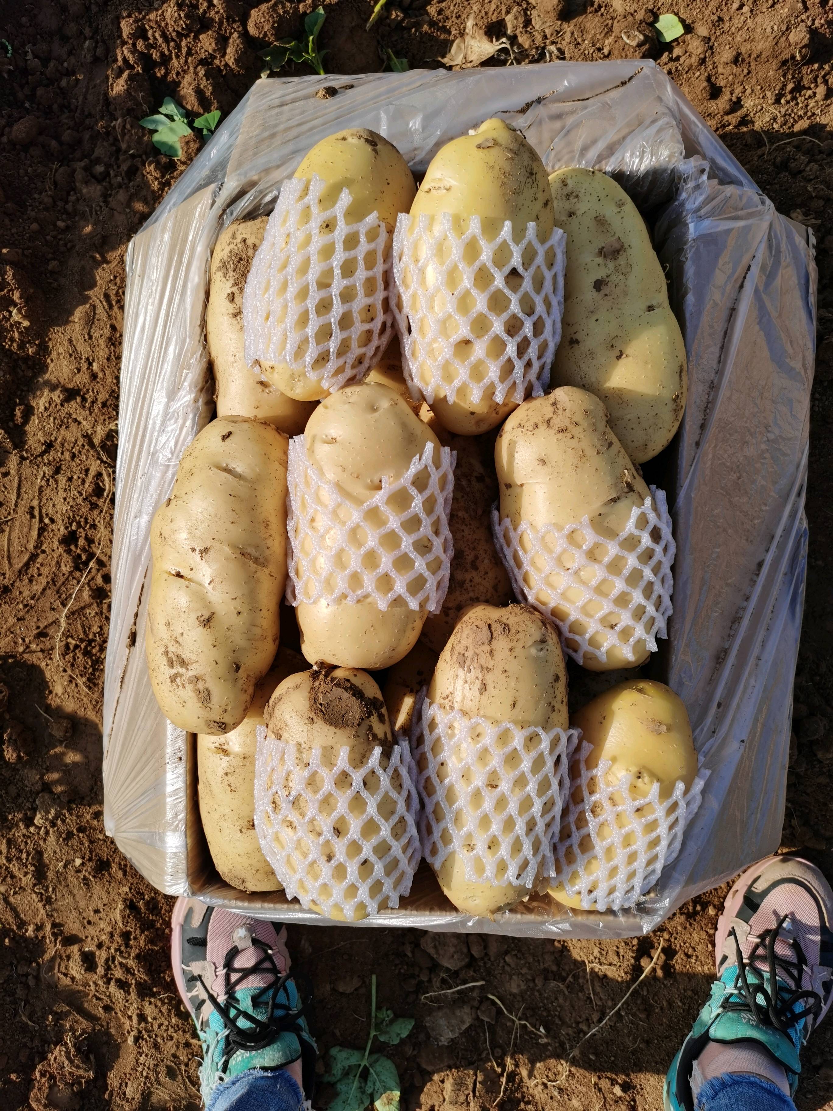 山东肥城二模棚荷兰土豆大量上市中，亩产7000斤左右，3...