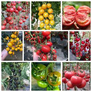 出售硬粉西红柿苗，适合早春，越夏，秋延，越冬的品种都有，抗病毒，抗TY1.2.3.耐高温，耐运输还有各种颜色的小西红柿种苗