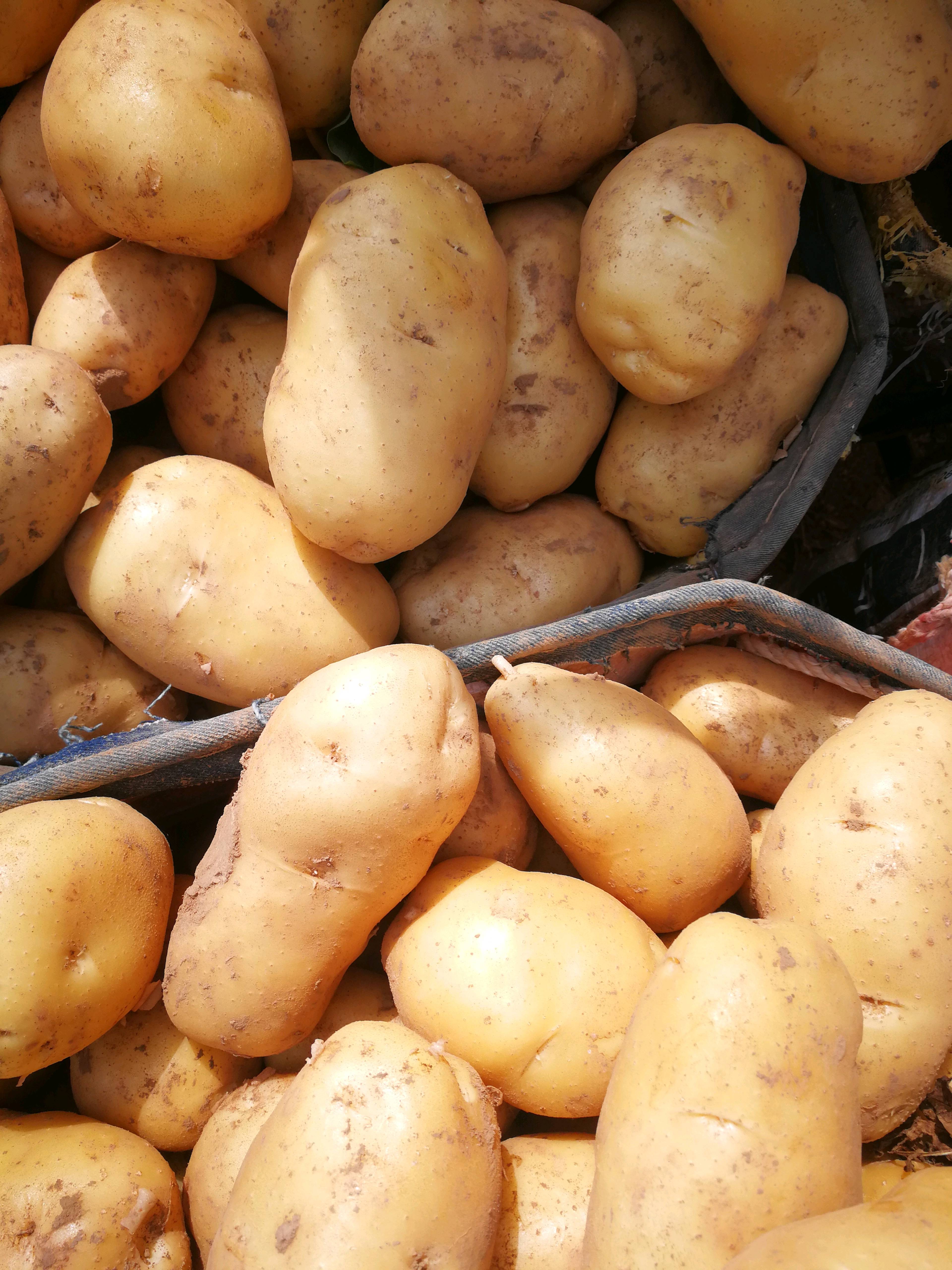 山东土豆供应产地，新鲜土豆大量开挖，中期上货，质量保证，价格合适，欢迎来电咨询。