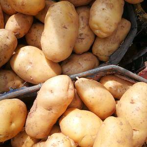 山东土豆供应产地，新鲜土豆大量开挖，中期上货，质量保证，...