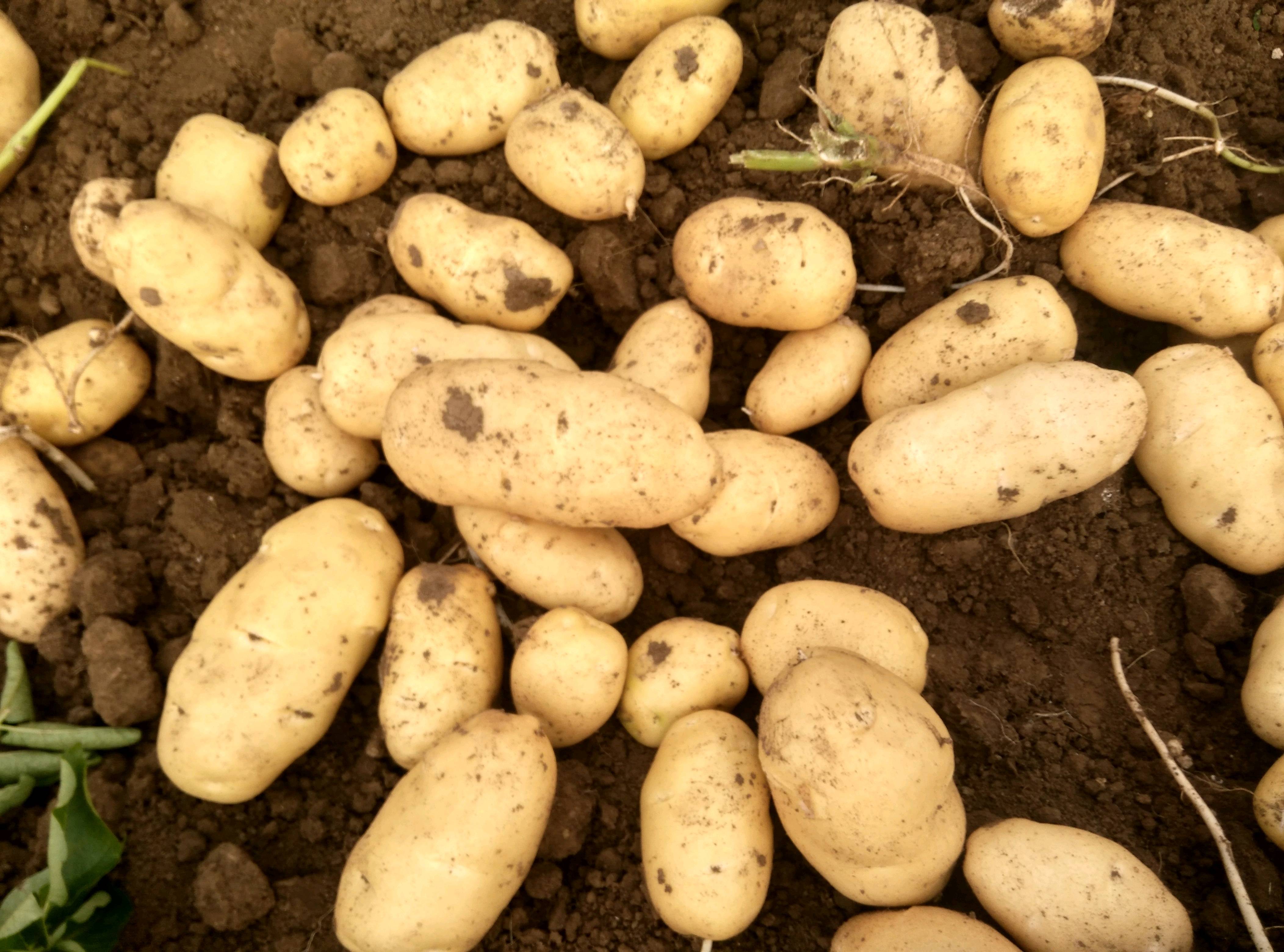 安丘荷兰品种土豆，亮色好是安丘土豆的特点
