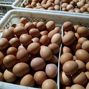 粉蛋供应，常年供应，寻求长期合作，粉蛋白蛋，一箱42－4...
