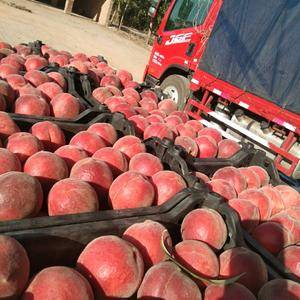 应季鲜桃主产区，持续供货俩个多月，品种多，质量好，大量现...
