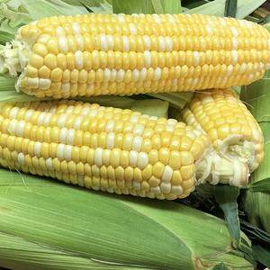 出手应季玉米，  量大从优，需要可联系vx：a15368...