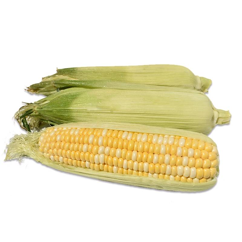 出手应季玉米，  量大从优，需要可联系vx：a15368156583