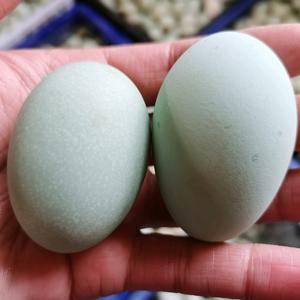 无公害新鲜绿壳野生鸭蛋。