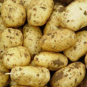 外在感官品质
恩施土豆体型椭圆形，单薯一般重50克-1...
