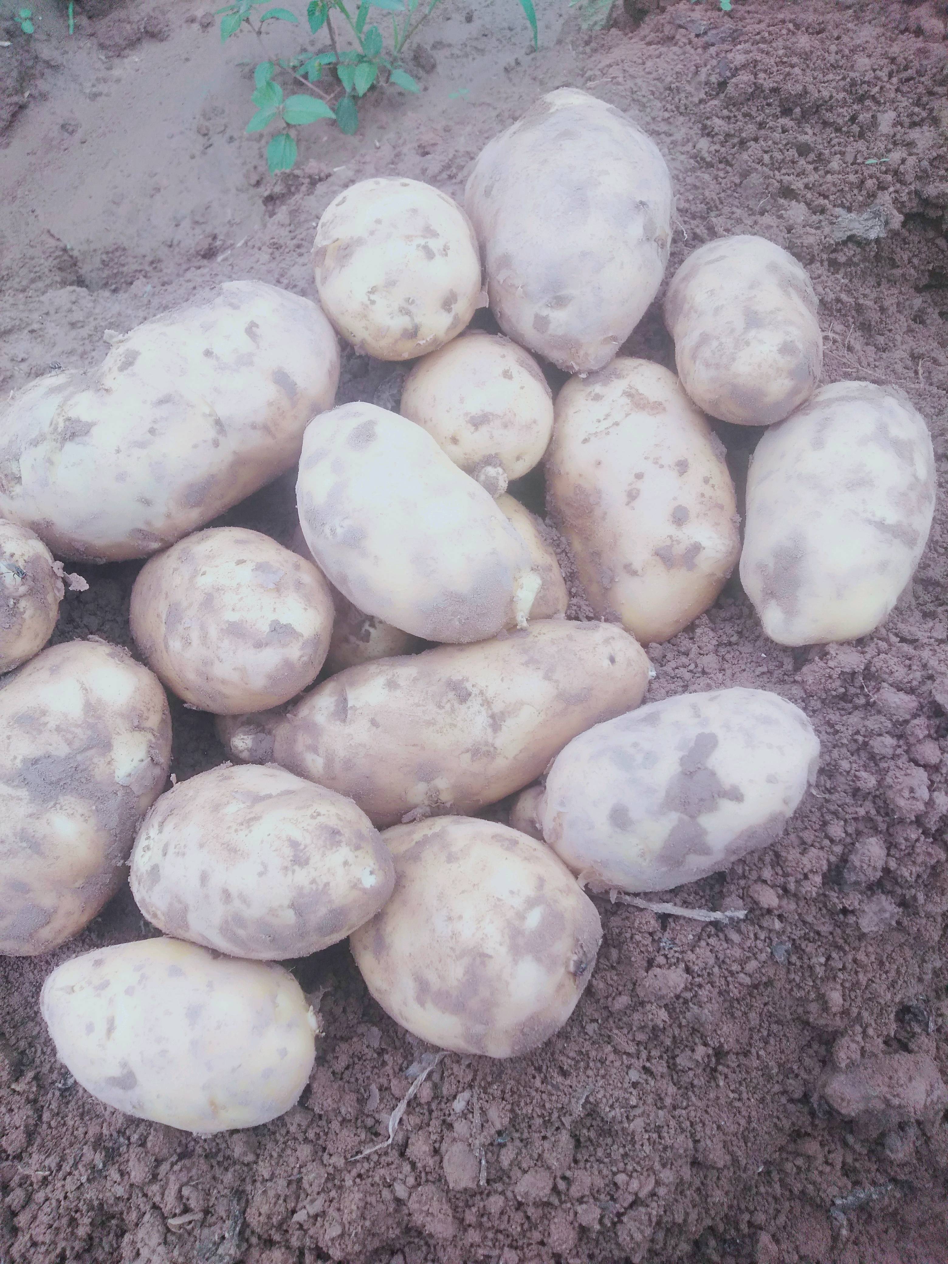 荷兰十五土豆三十亩，后天开挖要的联系