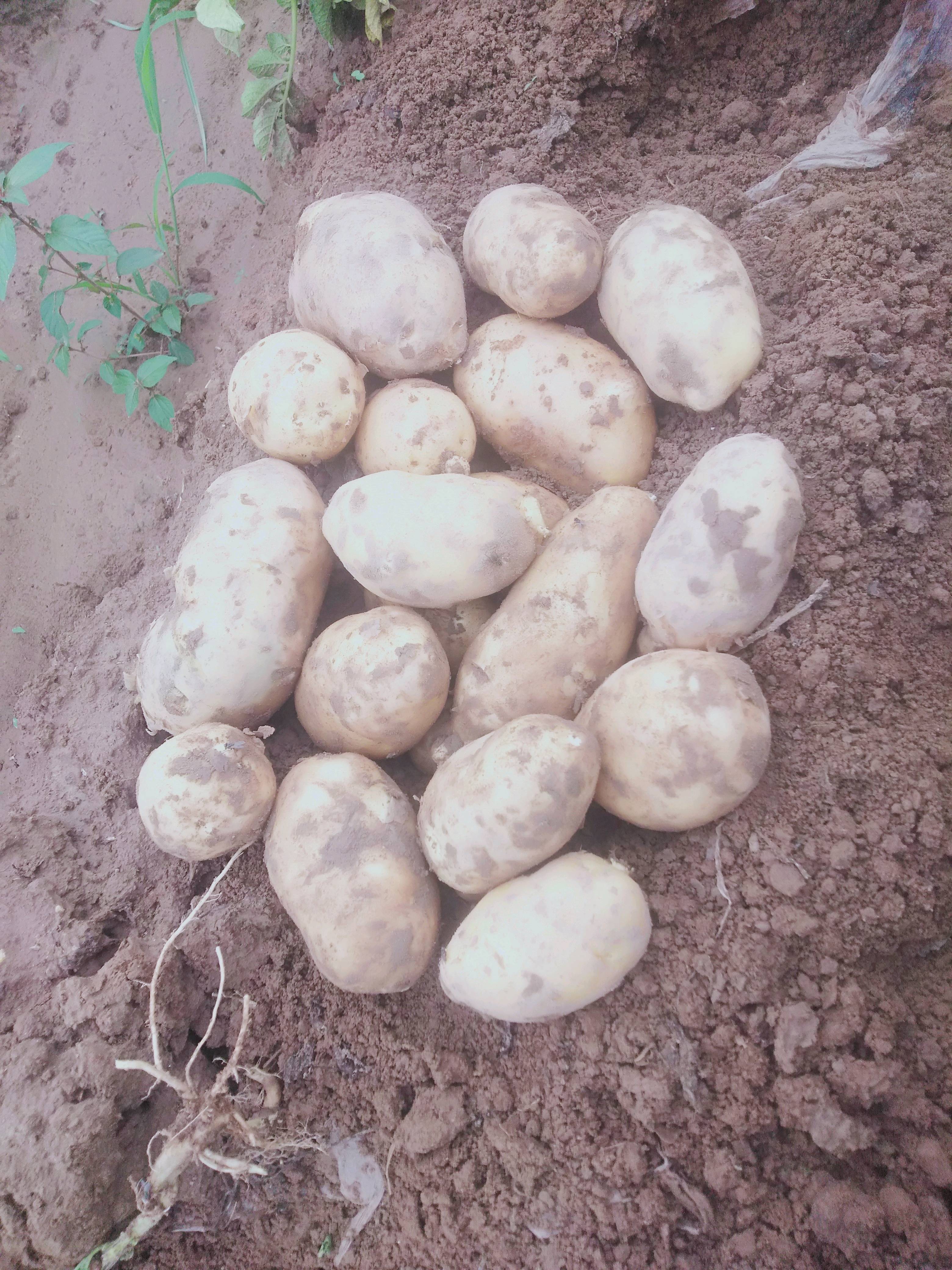 荷兰十五土豆三十亩，后天开挖要的联系