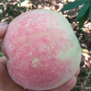 我产地高山苹果水蜜桃又大又甜，脆而香甜，含有人体所需的营...