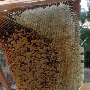 野生蜂蜜，有需要的联系我，都是你们最爱的商品