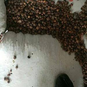 现有30吨茶籽，低价处理，需要的老板请联系