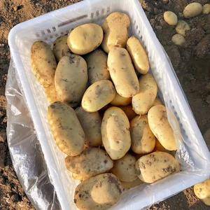 山东荷兰十五土豆，产地批发，大量供应，150068914...