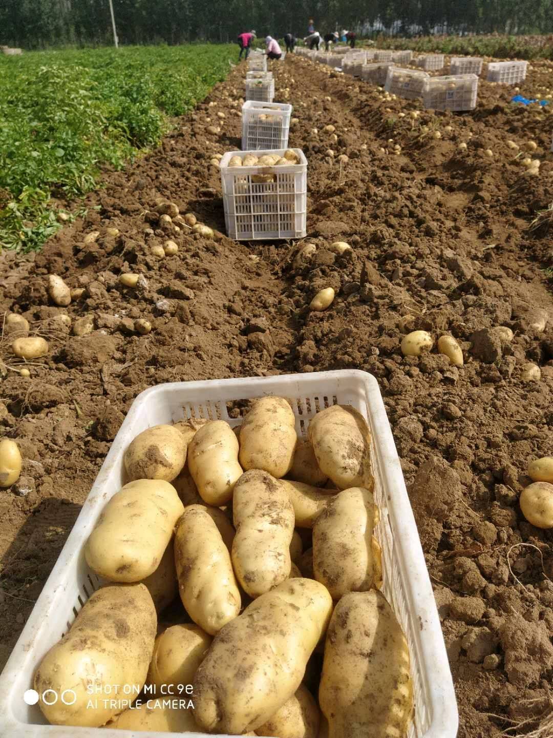荷兰十五土豆大量上市13176349733微信同号
