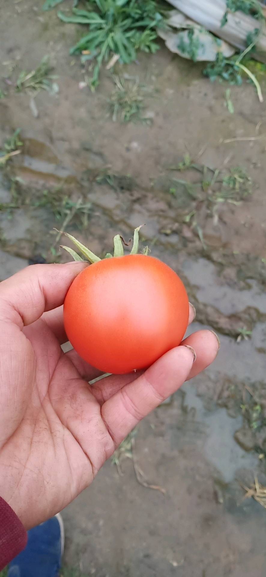 本地是万亩西红柿种植基地，七月份马上上市，西红柿产量高，质量好，交通便利，西红柿耐储存。有需要的老板与我联系