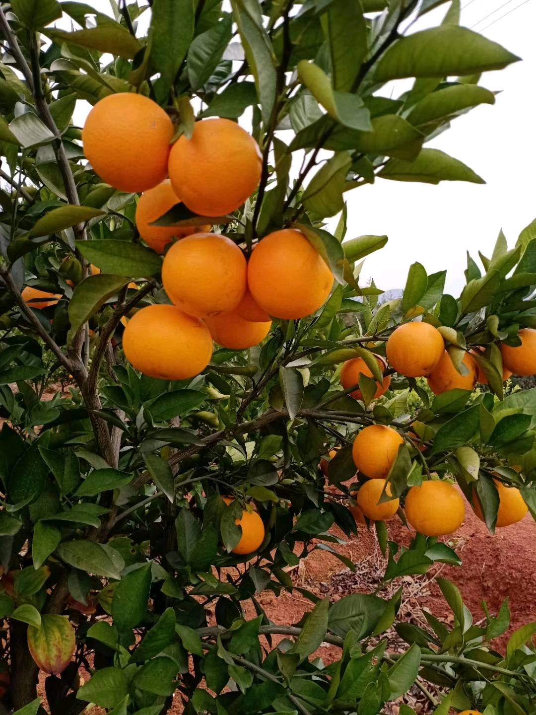 （预售）长期供应大量沃柑血橙 自家果园种植 13600250168