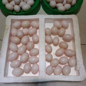 五谷杂粮喂养新鲜鸽子蛋，肉鸽蛋。一箱三十枚