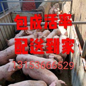 13153666529山东农牧猪厂【包成活率，物流配送】...