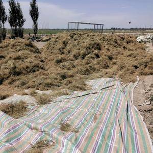 新疆喀什种植的孜然，地头价出售