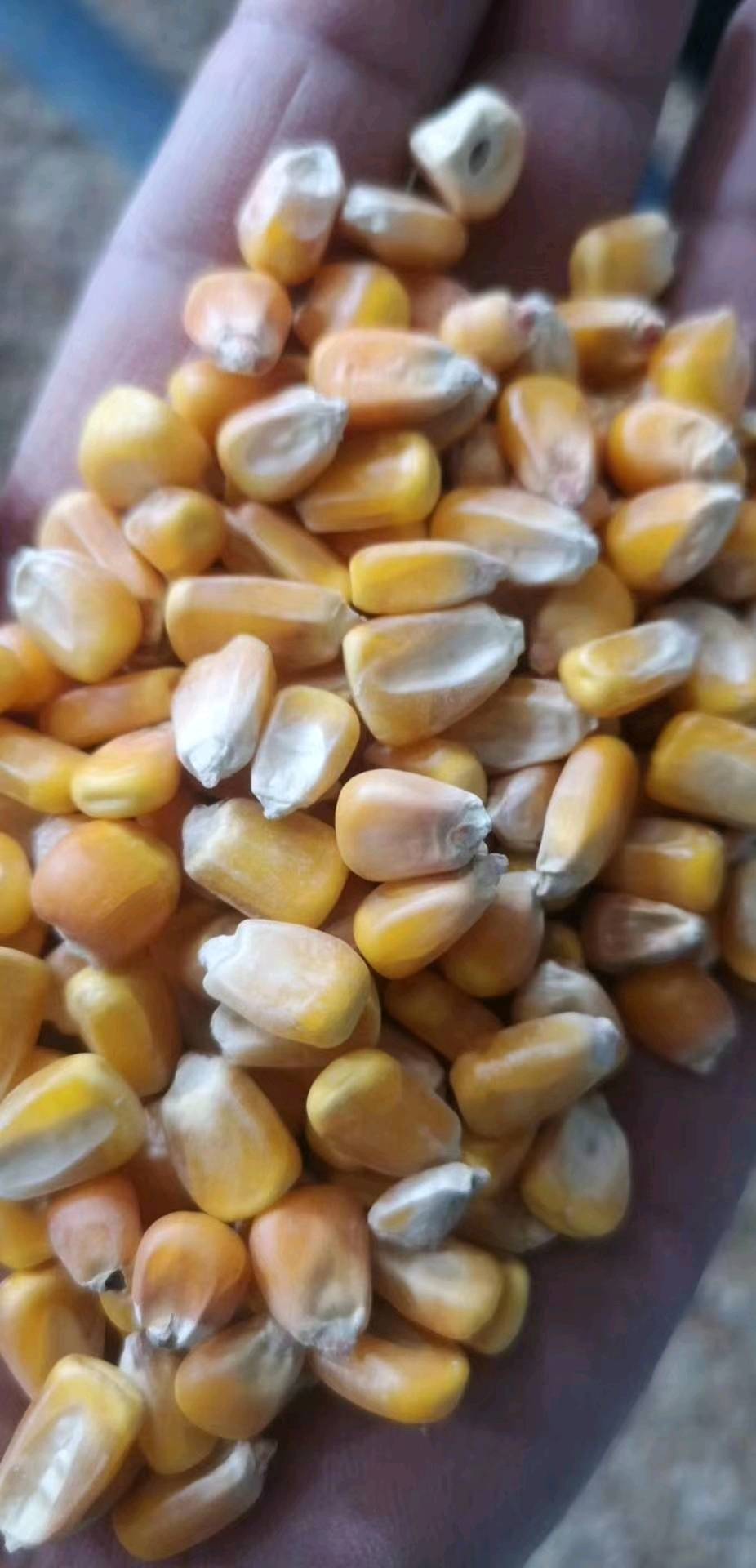 东北大颗粒玉米，水分12.5容重705-715。霉变1.5。可和新粮比美，高二等粮。