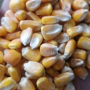 东北大颗粒玉米，水分12.5容重705-715。霉变1....