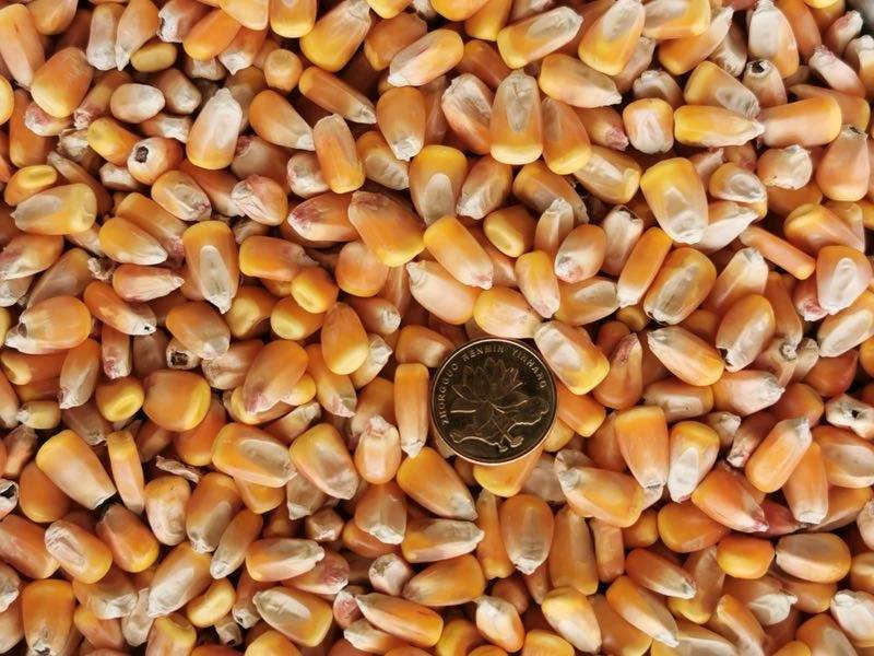 东北大颗粒玉米，水分12.5容重705-715。霉变1.5。可和新粮比美，高二等粮。
