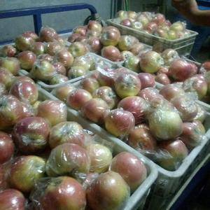 15244080207山东苹果大量供应，美八，嘎啦，红露...